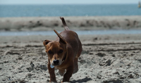 Bild: Urlaubsbetreuung für Hunde, Hund Rudi